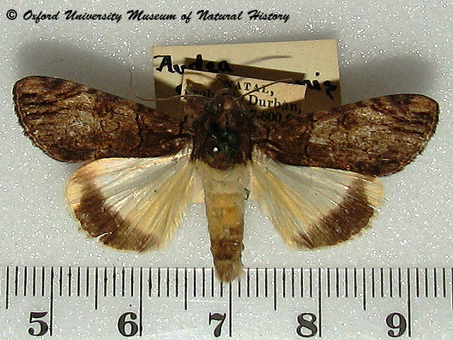 Ulotrichopus ochreipennis